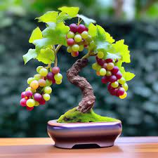 Black Grape Bonsai Vitis vinifera seeds for planting indoor garden